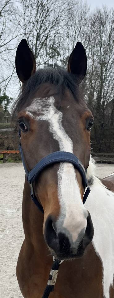 Gelding BWP Belgian Warmblood For sale 2022 Coloured