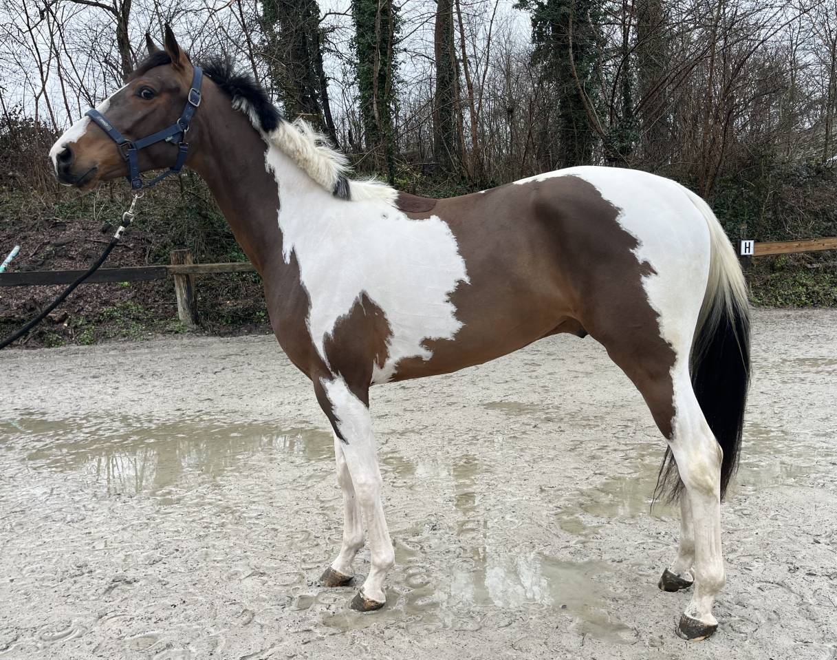 Gelding BWP Belgian Warmblood For sale 2022 Coloured