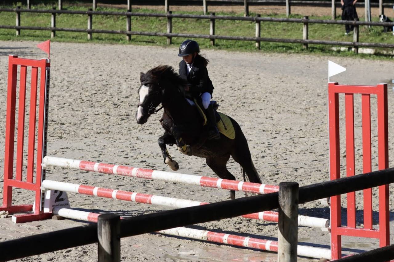 Gelding Welsh Pony (Section B) For sale 2020 Dark Bay