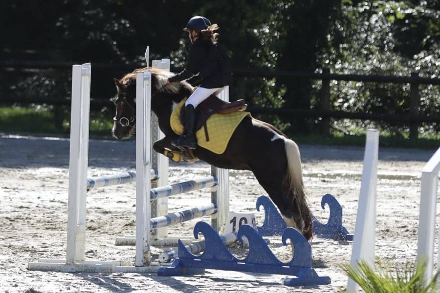 Gelding Welsh Pony (Section B) For sale 2020 Dark Bay