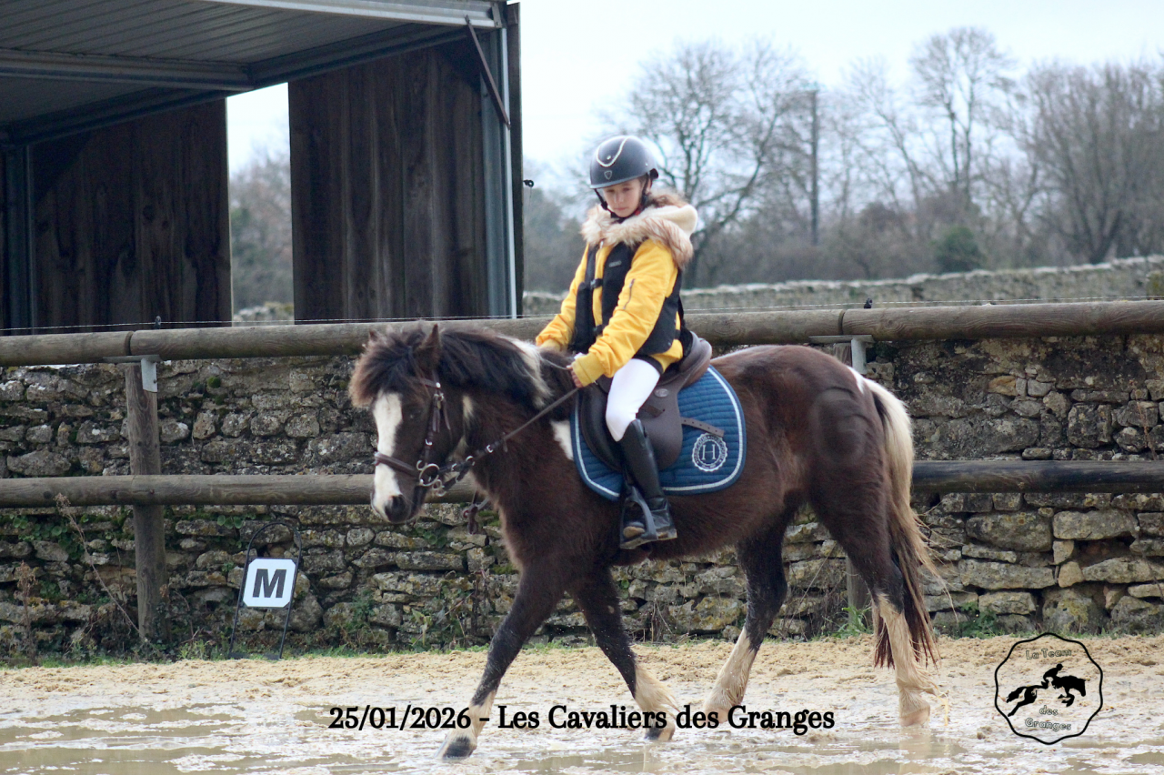 Gelding Welsh Pony (Section B) For sale 2020 Dark Bay