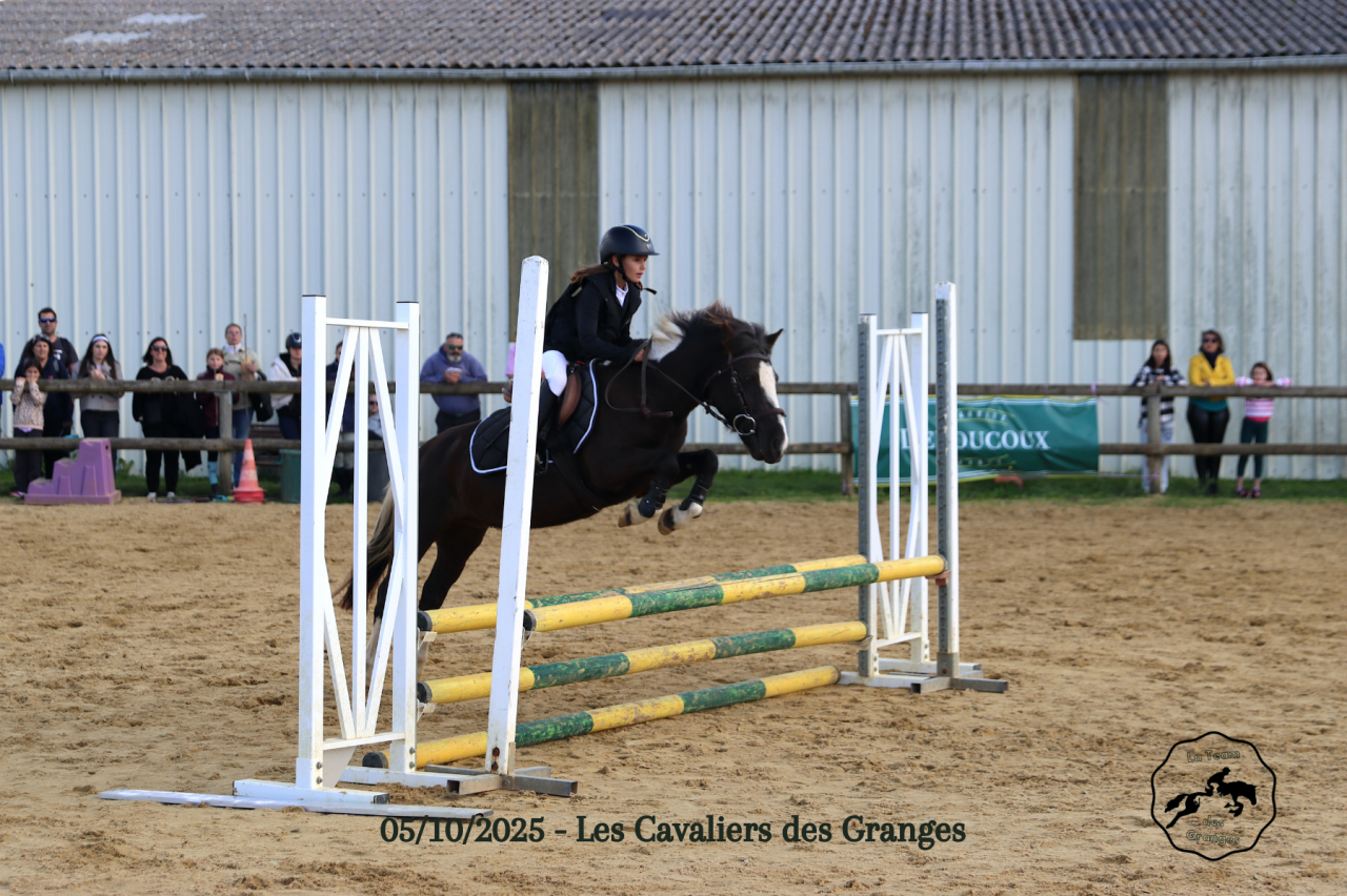 Gelding Welsh Pony (Section B) For sale 2020 Dark Bay