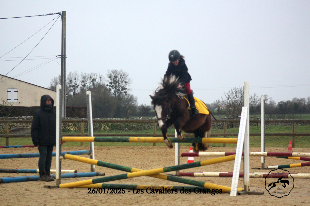 Gelding Welsh Pony (Section B) For sale 2020 Dark Bay