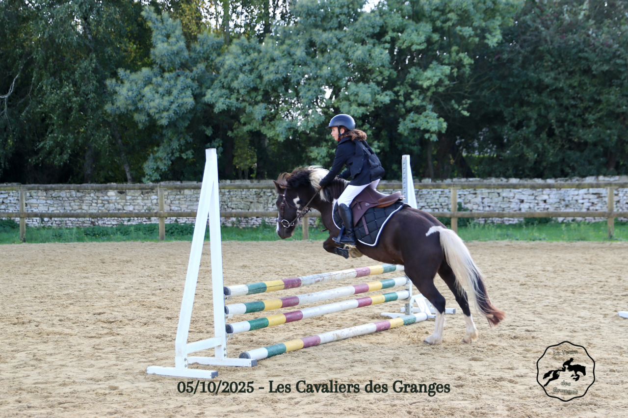 Gelding Welsh Pony (Section B) For sale 2020 Dark Bay