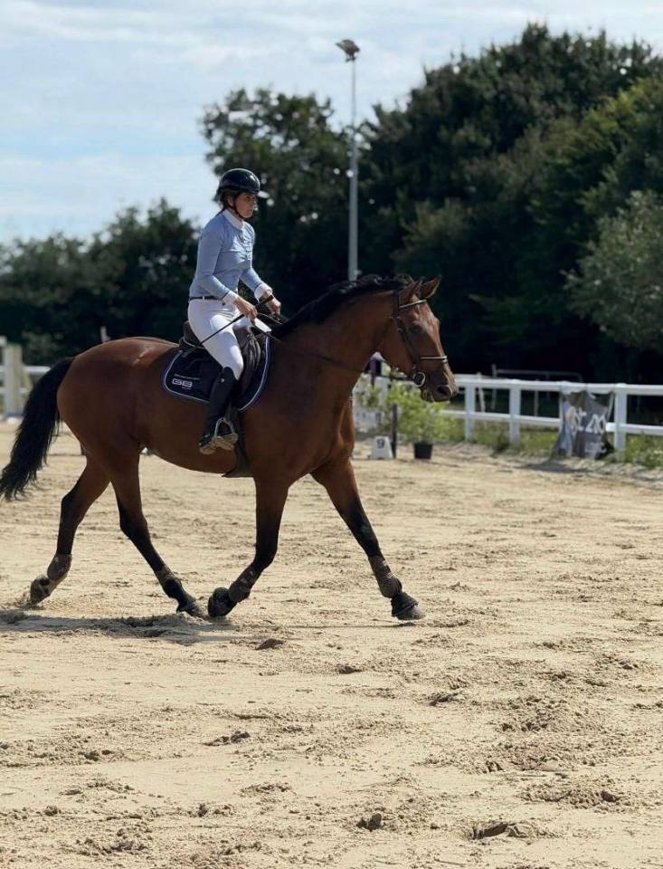 Mare Zangersheide For sale 2015 Bay