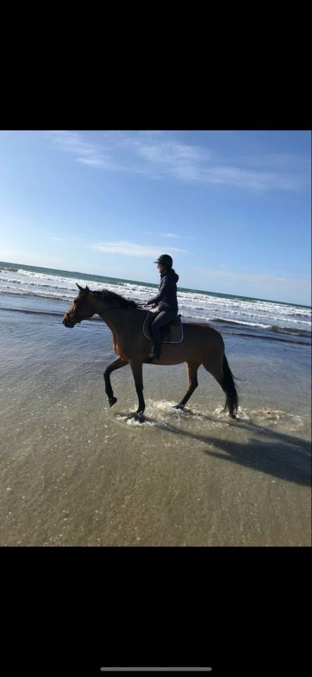 Mare Zangersheide For sale 2015 Bay