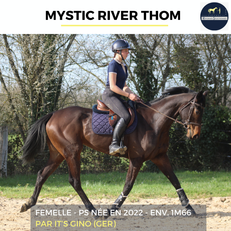 Mare Thoroughbred For sale 2022 Bay