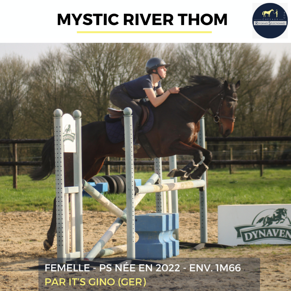 Mare Thoroughbred For sale 2022 Bay