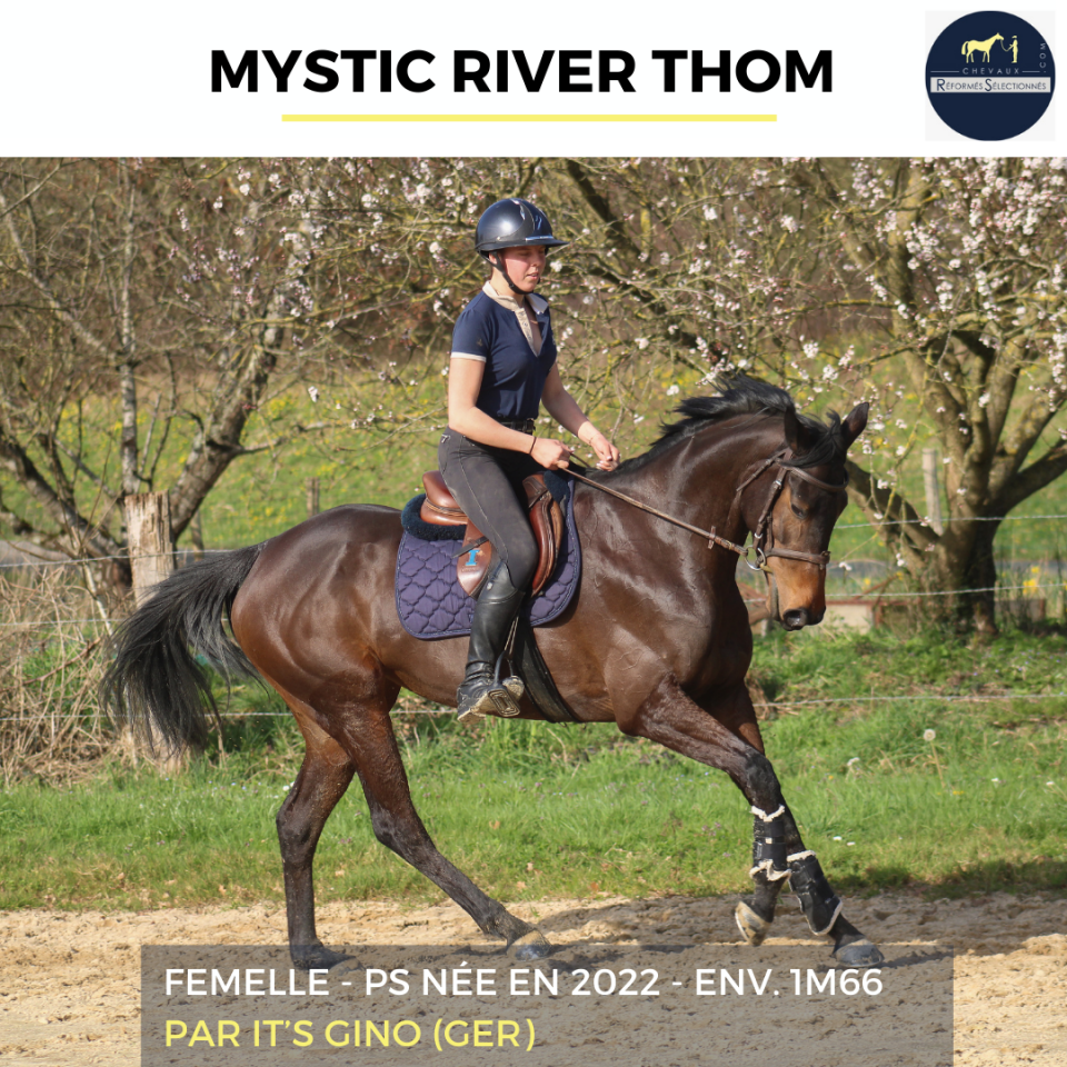 Mare Thoroughbred For sale 2022 Bay