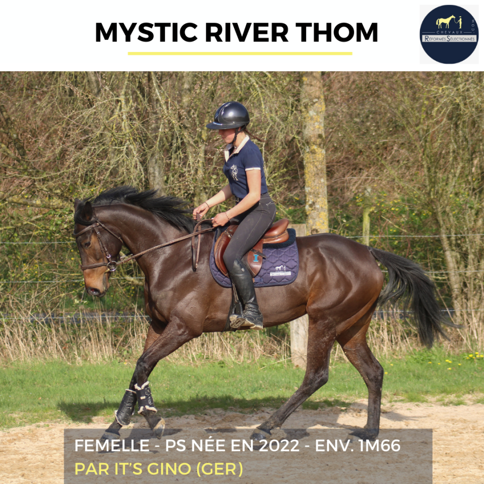 Mare Thoroughbred For sale 2022 Bay