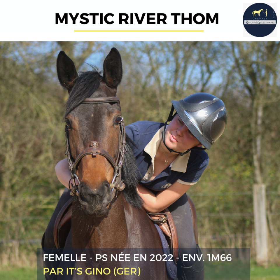 Mare Thoroughbred For sale 2022 Bay