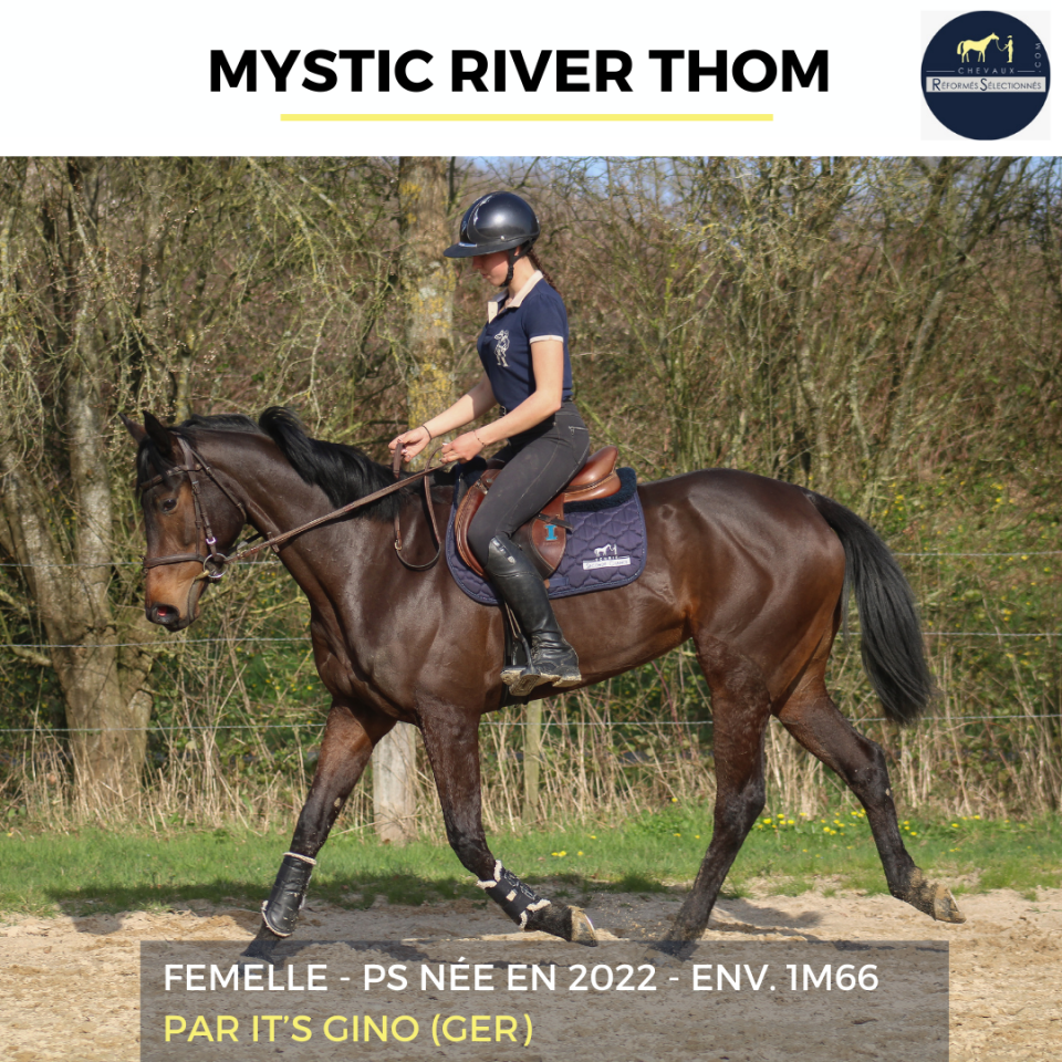 Mare Thoroughbred For sale 2022 Bay