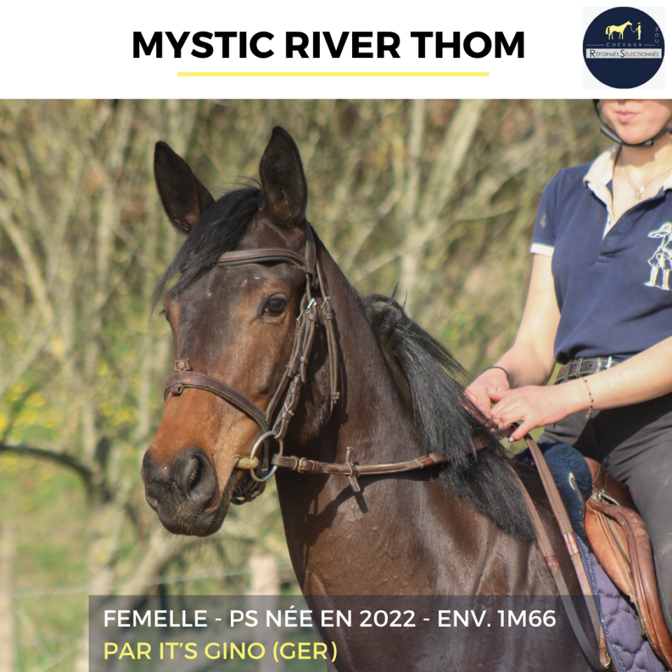 Mare Thoroughbred For sale 2022 Bay