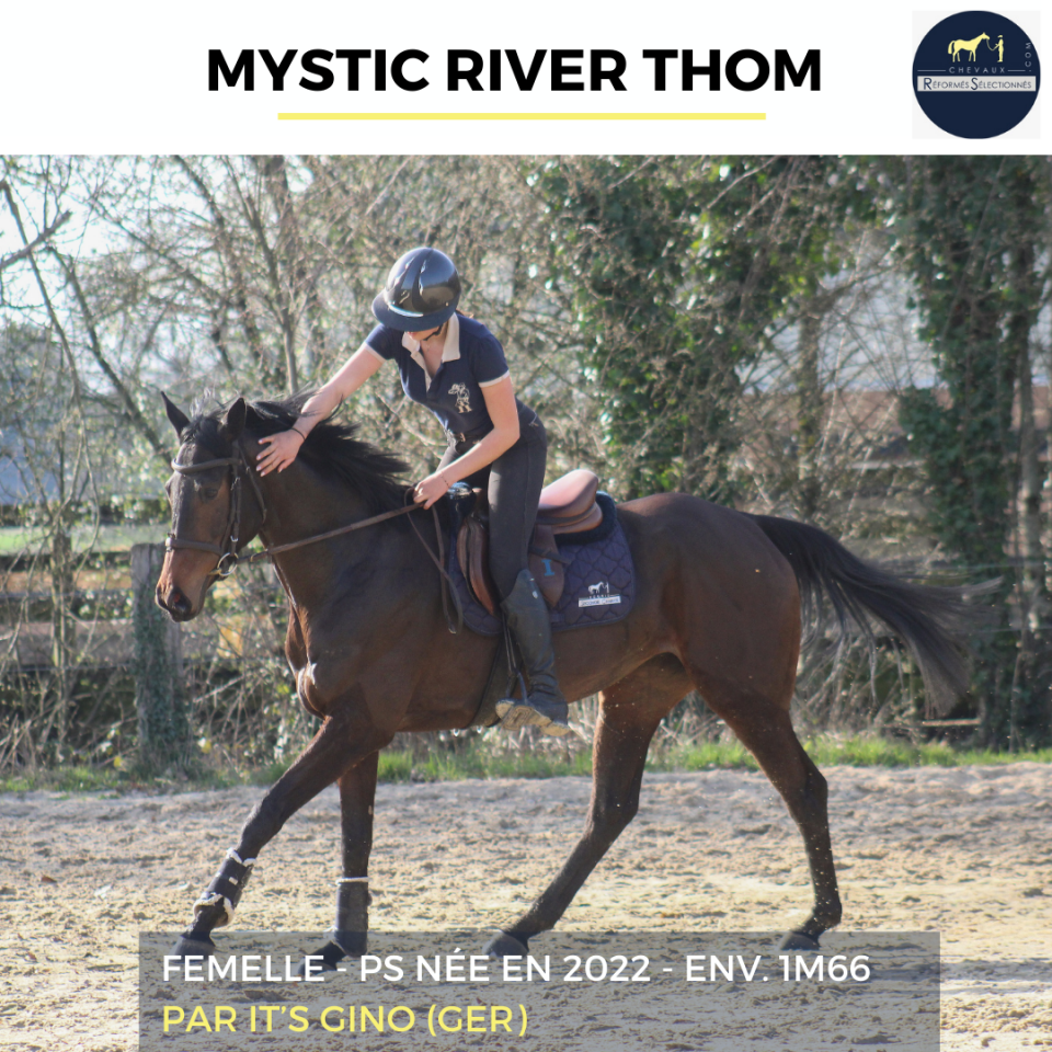Mare Thoroughbred For sale 2022 Bay