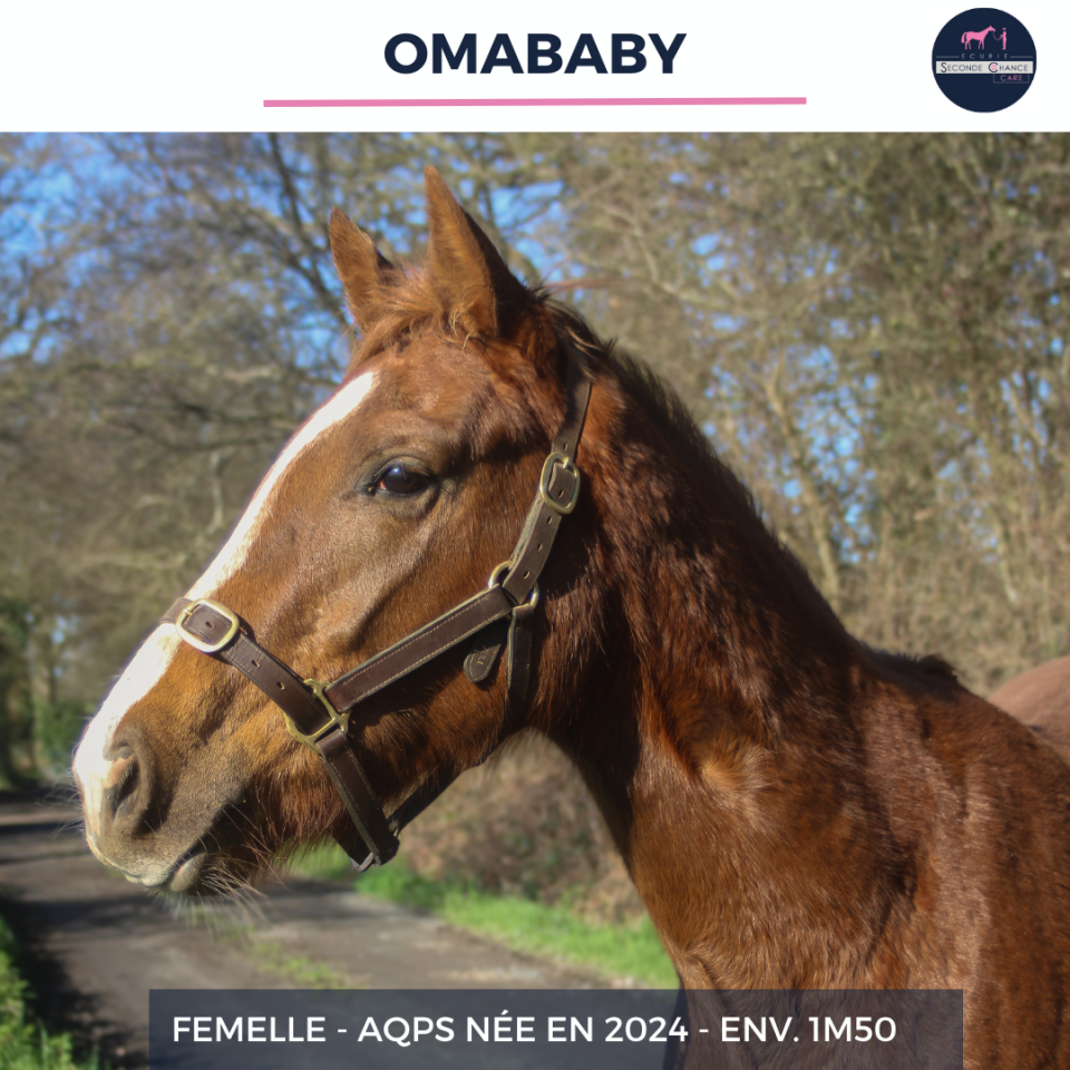 Mare AQPS For sale 2024 Chesnut