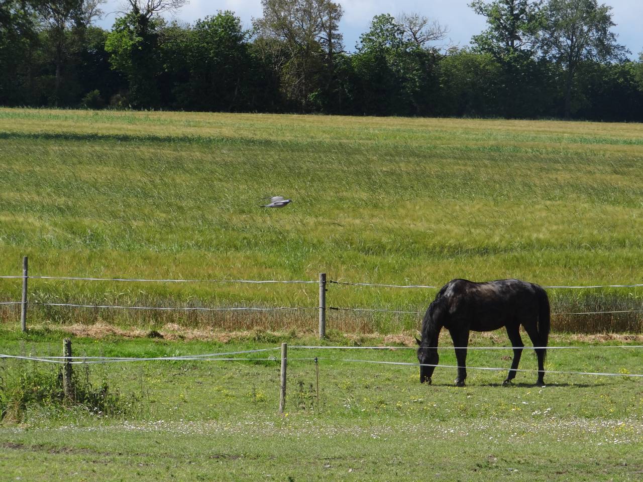 Livery yard  Ile-et-Vilaine