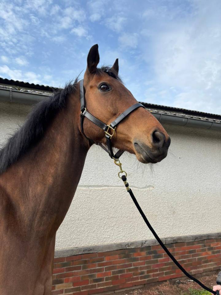 Gelding Thoroughbred For sale 2016 Bay