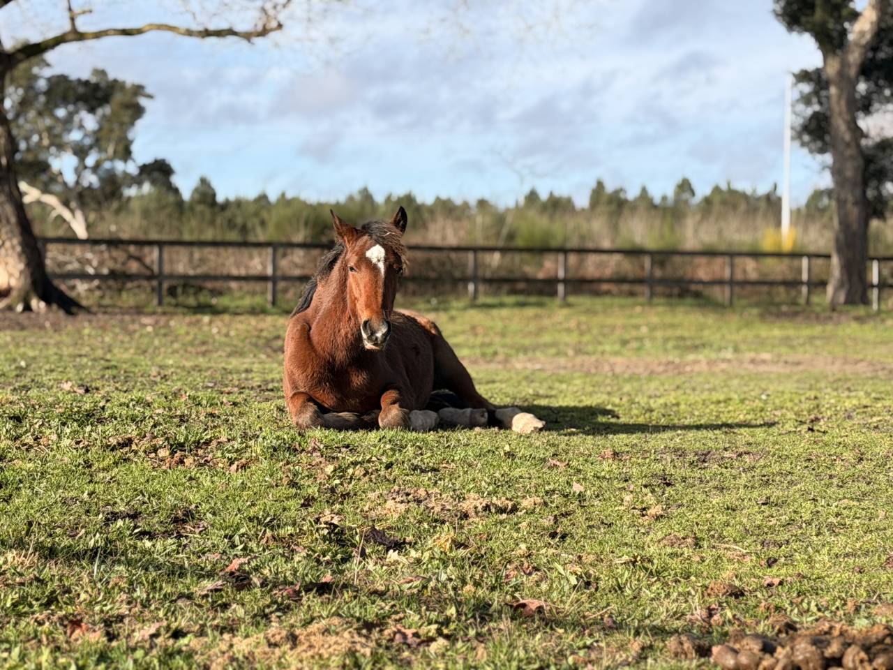 Filly French Saddle Pony For sale 2025 Bay