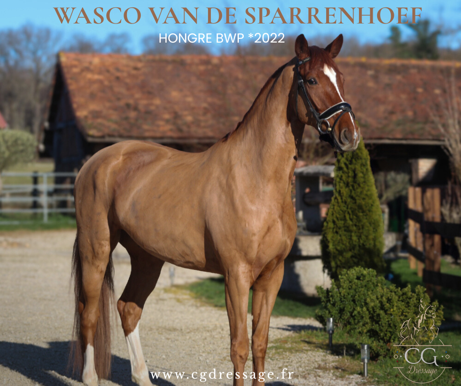 Gelding BWP Belgian Warmblood For sale 2022 Chesnut