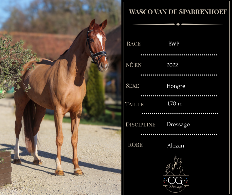 Gelding BWP Belgian Warmblood For sale 2022 Chesnut