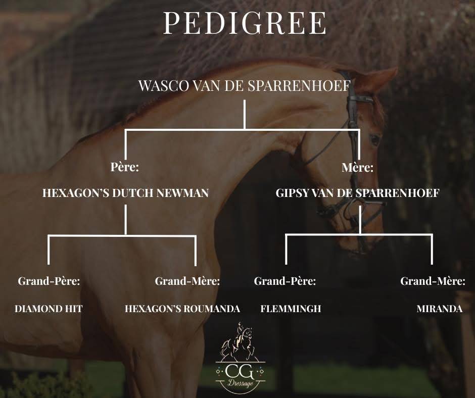 Gelding BWP Belgian Warmblood For sale 2022 Chesnut