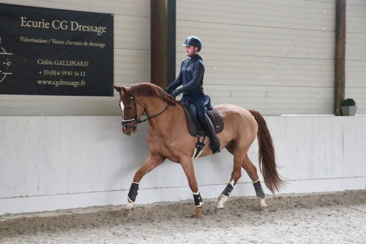 Gelding BWP Belgian Warmblood For sale 2022 Chesnut