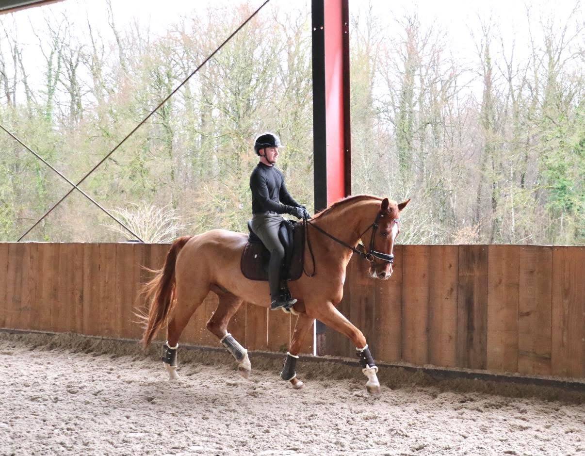 Gelding BWP Belgian Warmblood For sale 2022 Chesnut