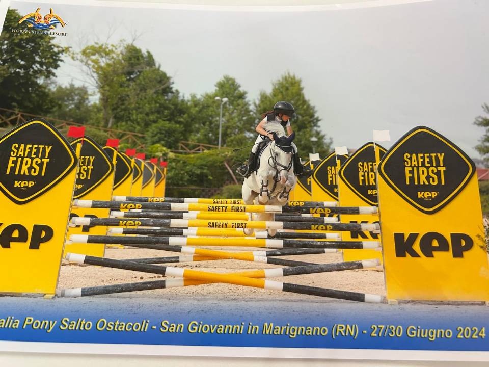 Mare Connemara For sale 2012 Grey