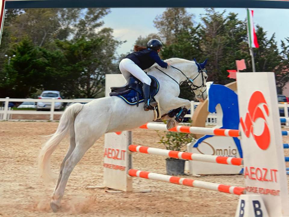 Mare Connemara For sale 2012 Grey