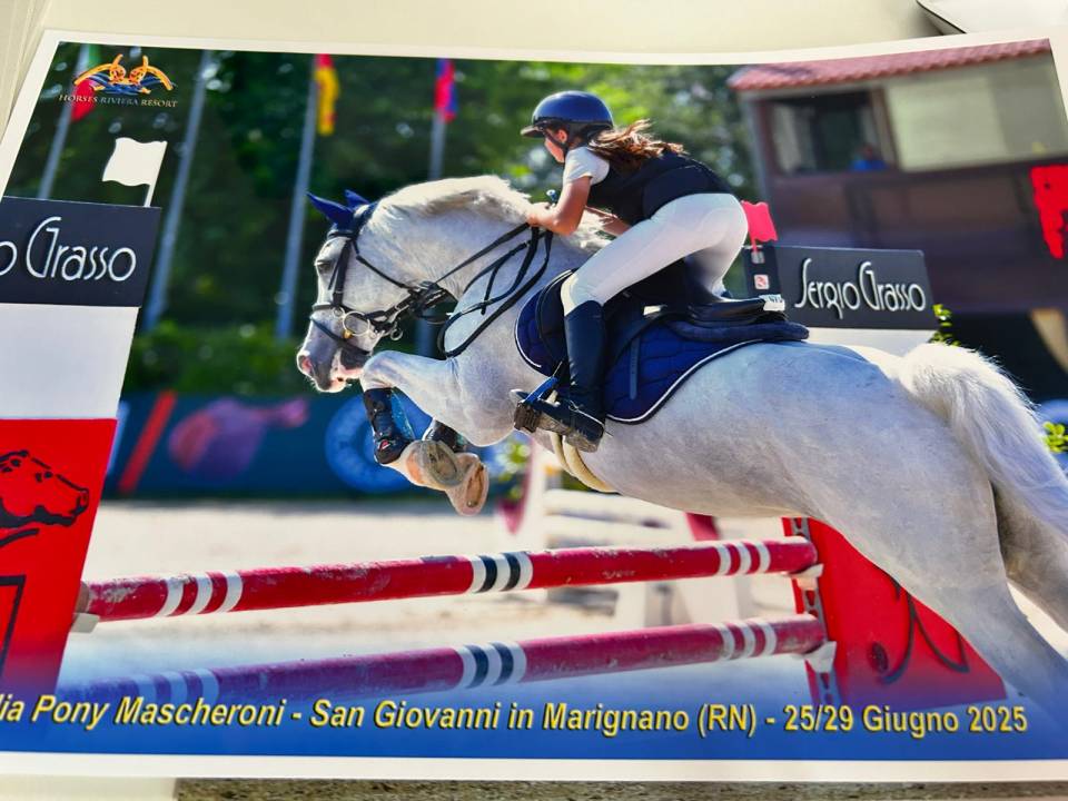 Mare Connemara For sale 2012 Grey