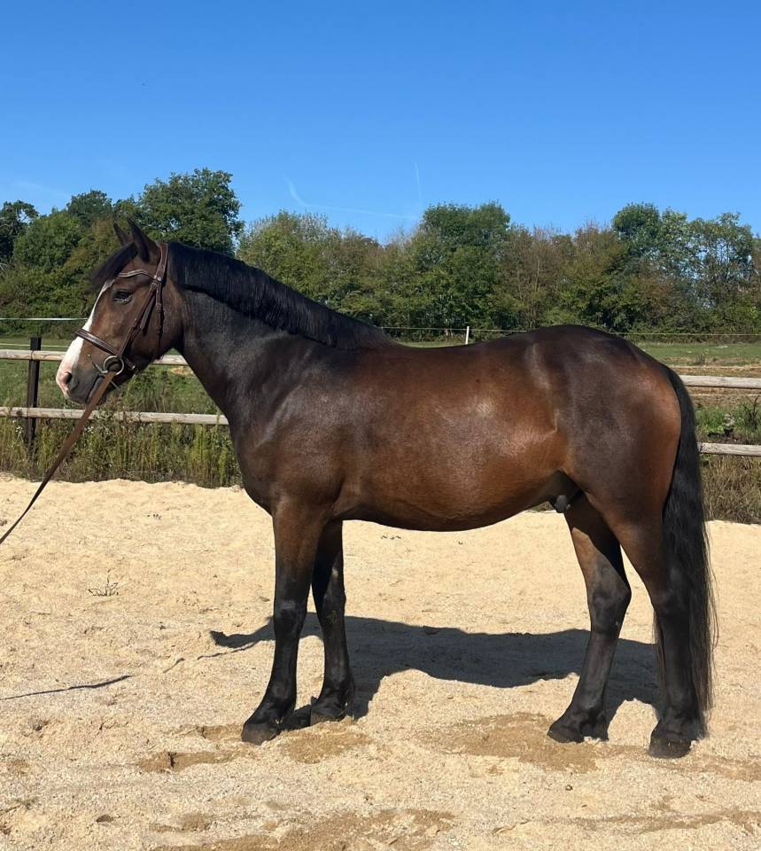 Gelding New Forest For sale 2018 Bay