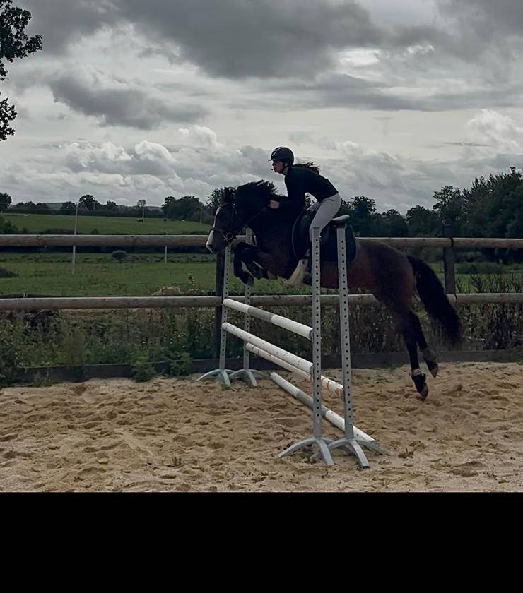 Gelding New Forest For sale 2018 Bay