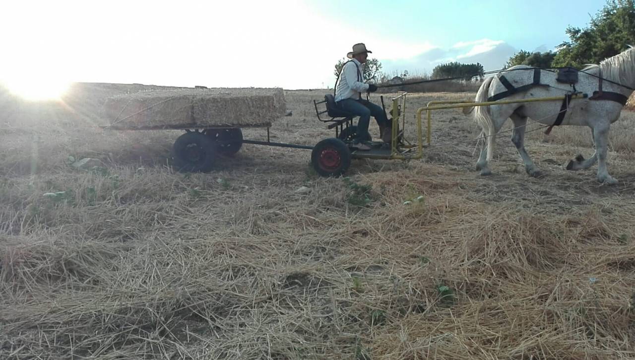 Carriage - Cal&egrave;che   