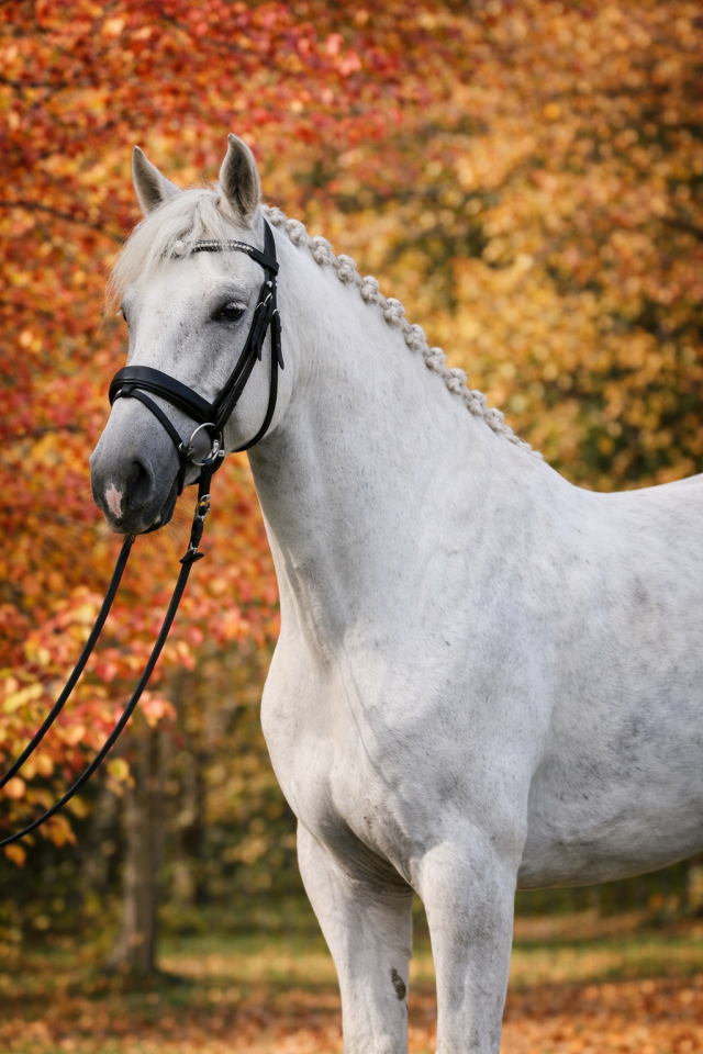 Gelding Lusitano For sale 2016 Grey