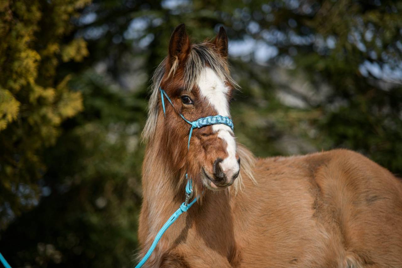 Colt No Origin Recorded For sale 2025 Silver dapple