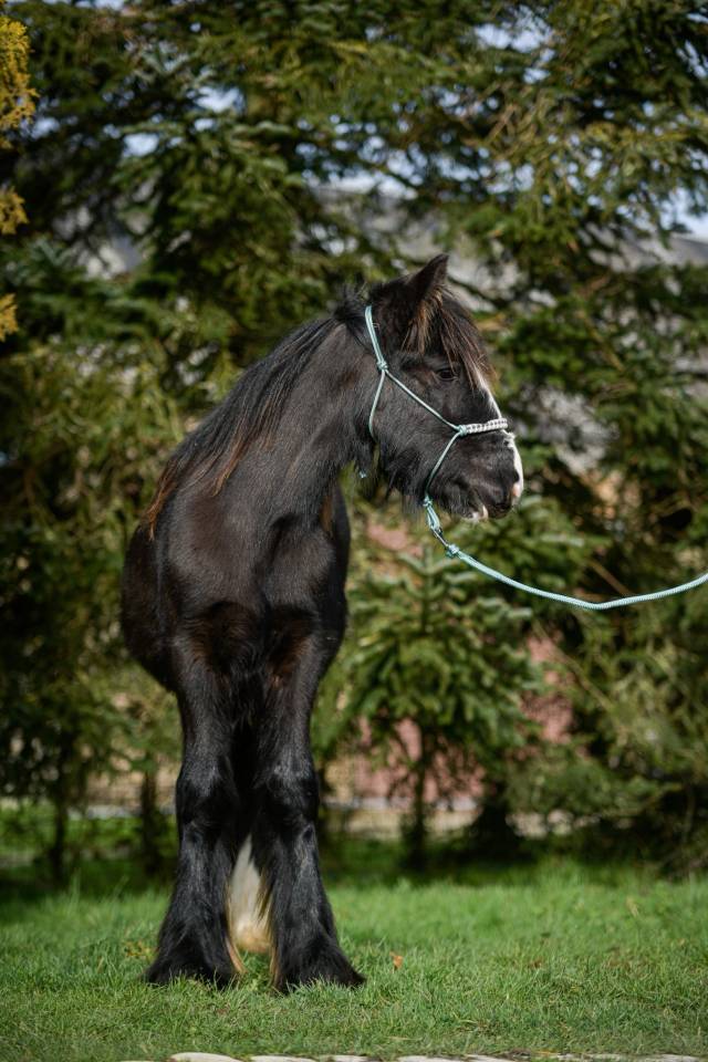 Colt No Origin Recorded For sale 2025 Silver dapple