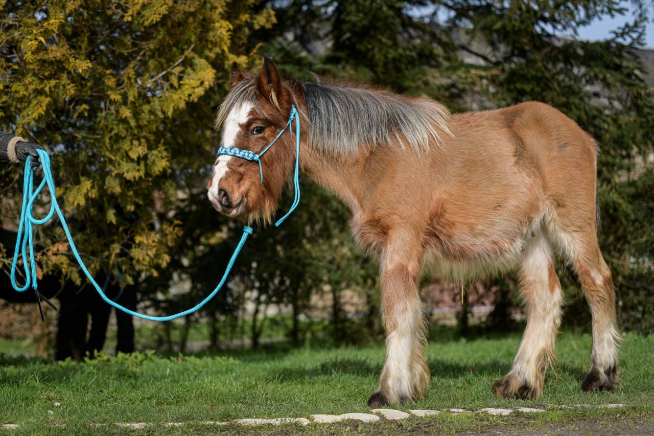 Colt No Origin Recorded For sale 2025 Silver dapple