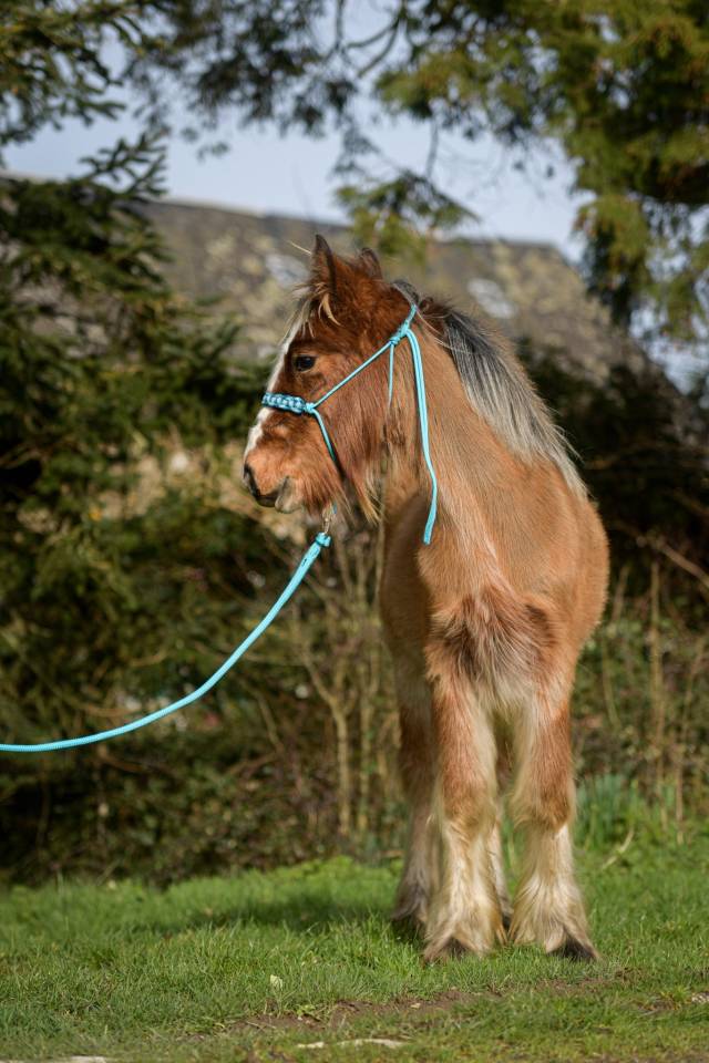 Colt No Origin Recorded For sale 2025 Silver dapple