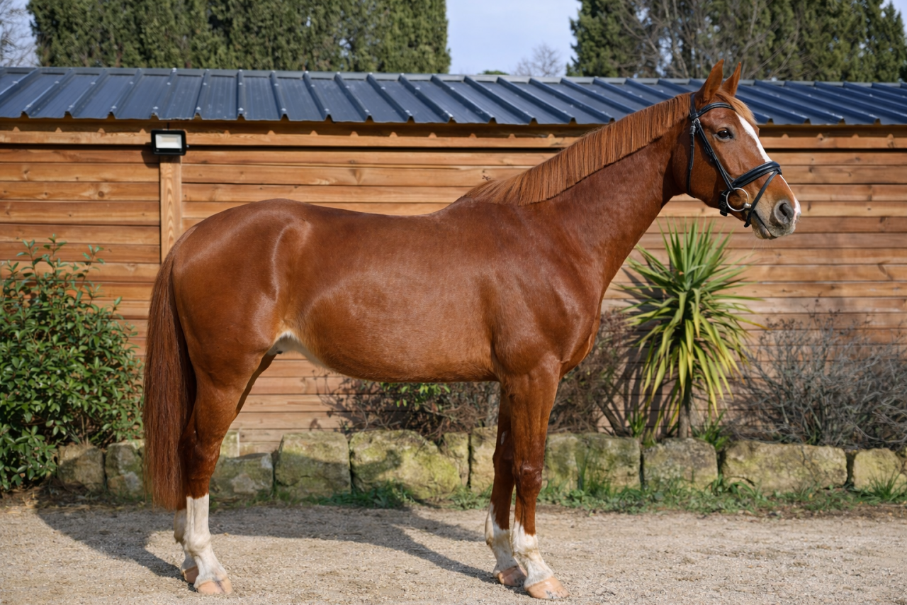 Gelding Selle Fran&ccedil;ais For sale 2020 Chesnut