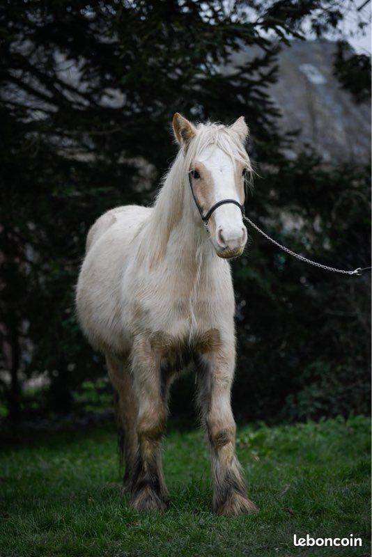 Mare Gypsy Cob For sale 2024 Palomino