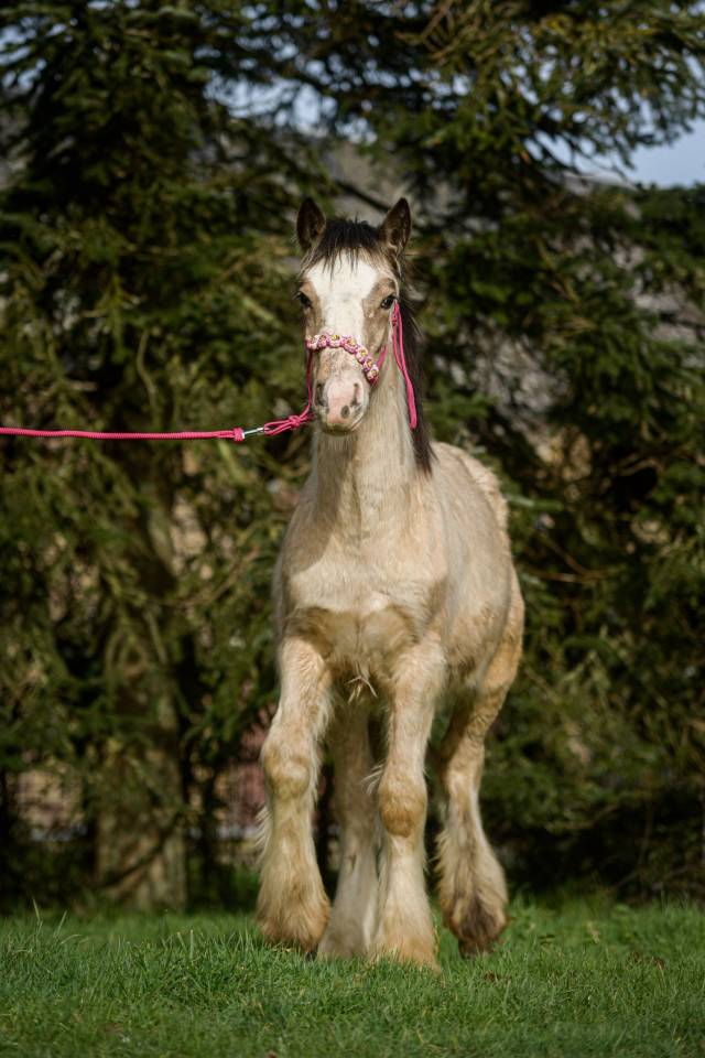 Filly Gypsy Cob For sale 2025 Buckskin