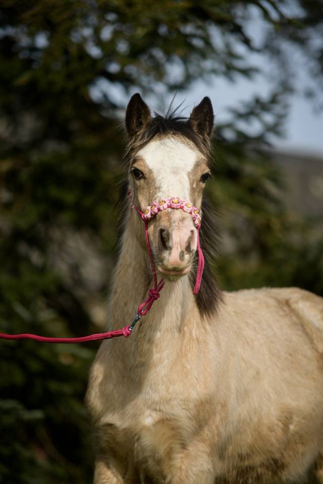 Filly Gypsy Cob For sale 2025 Buckskin