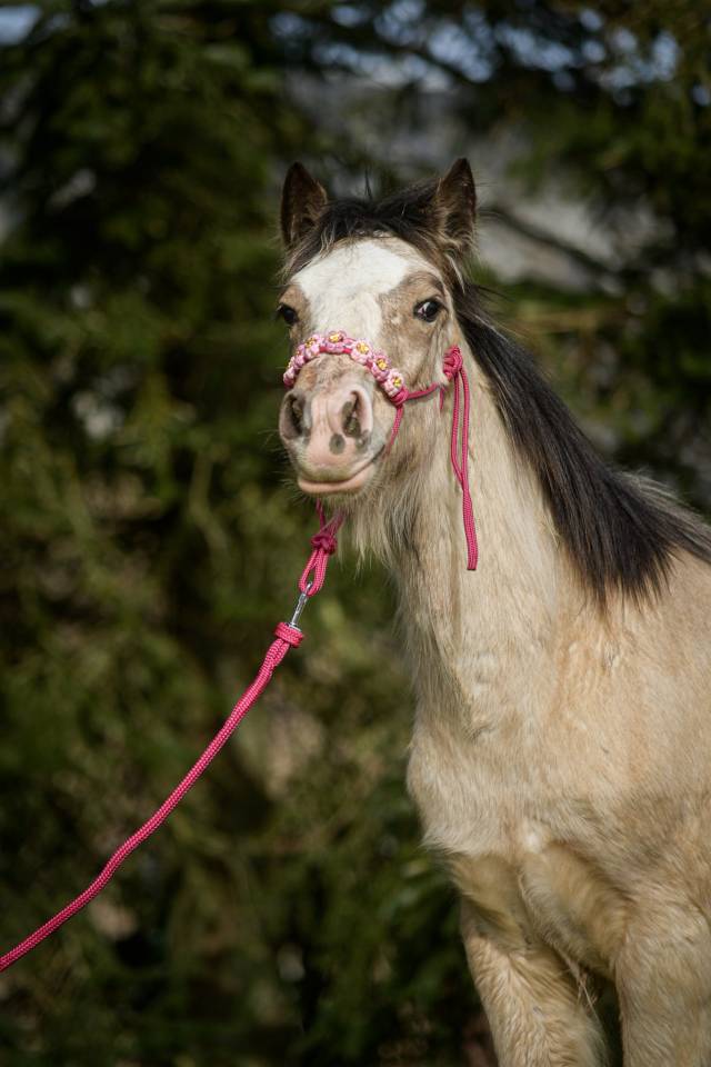 Filly Gypsy Cob For sale 2025 Buckskin