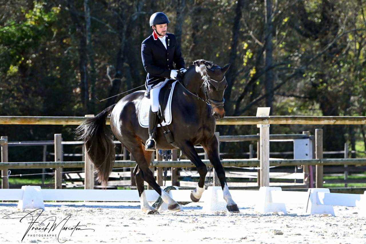 Gelding Oldenburg For sale 2013 Dark Bay