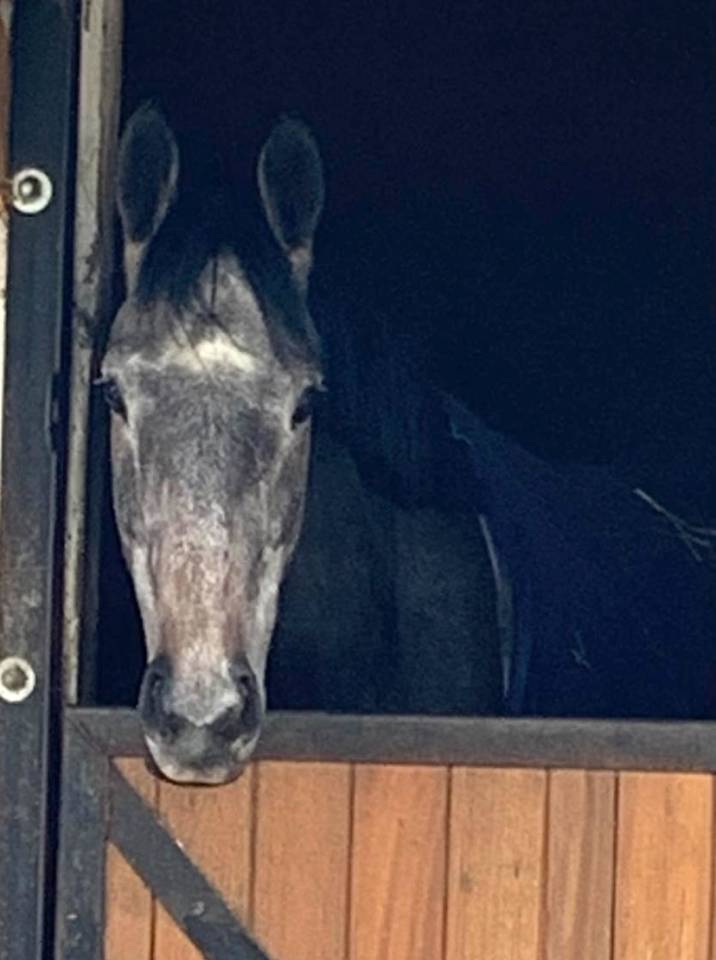 Mare Thoroughbred Part-Livery 2021 Grey