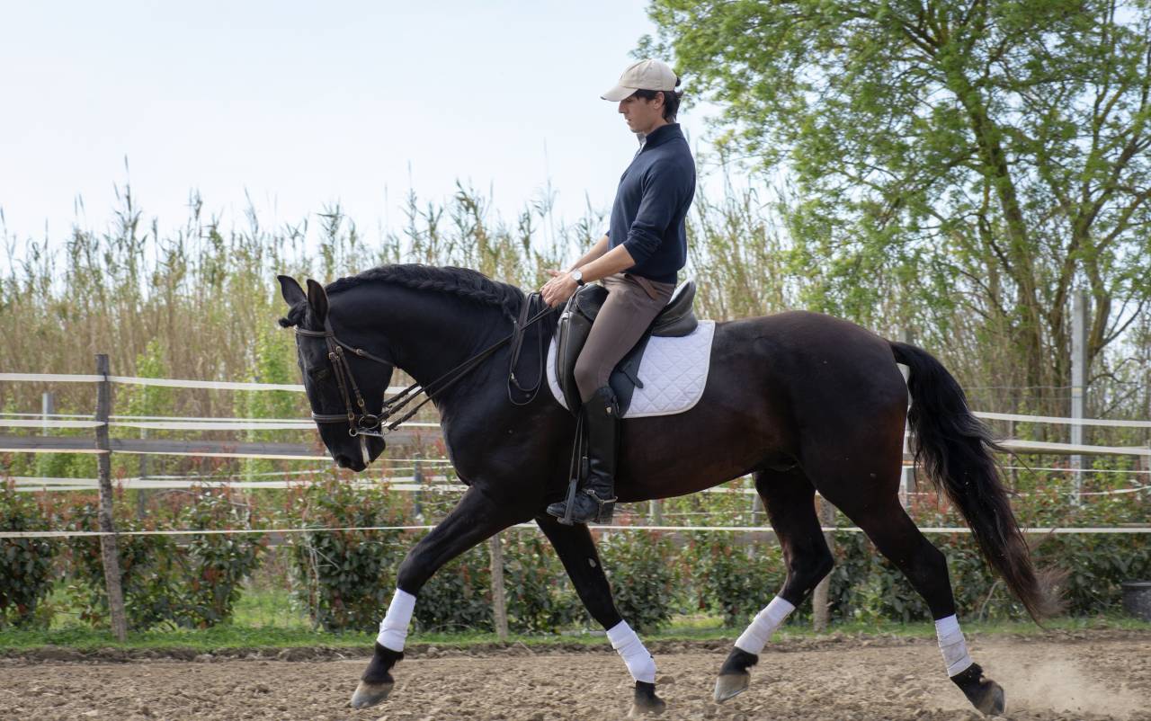 Entire Lusitano For sale 2018 Black
