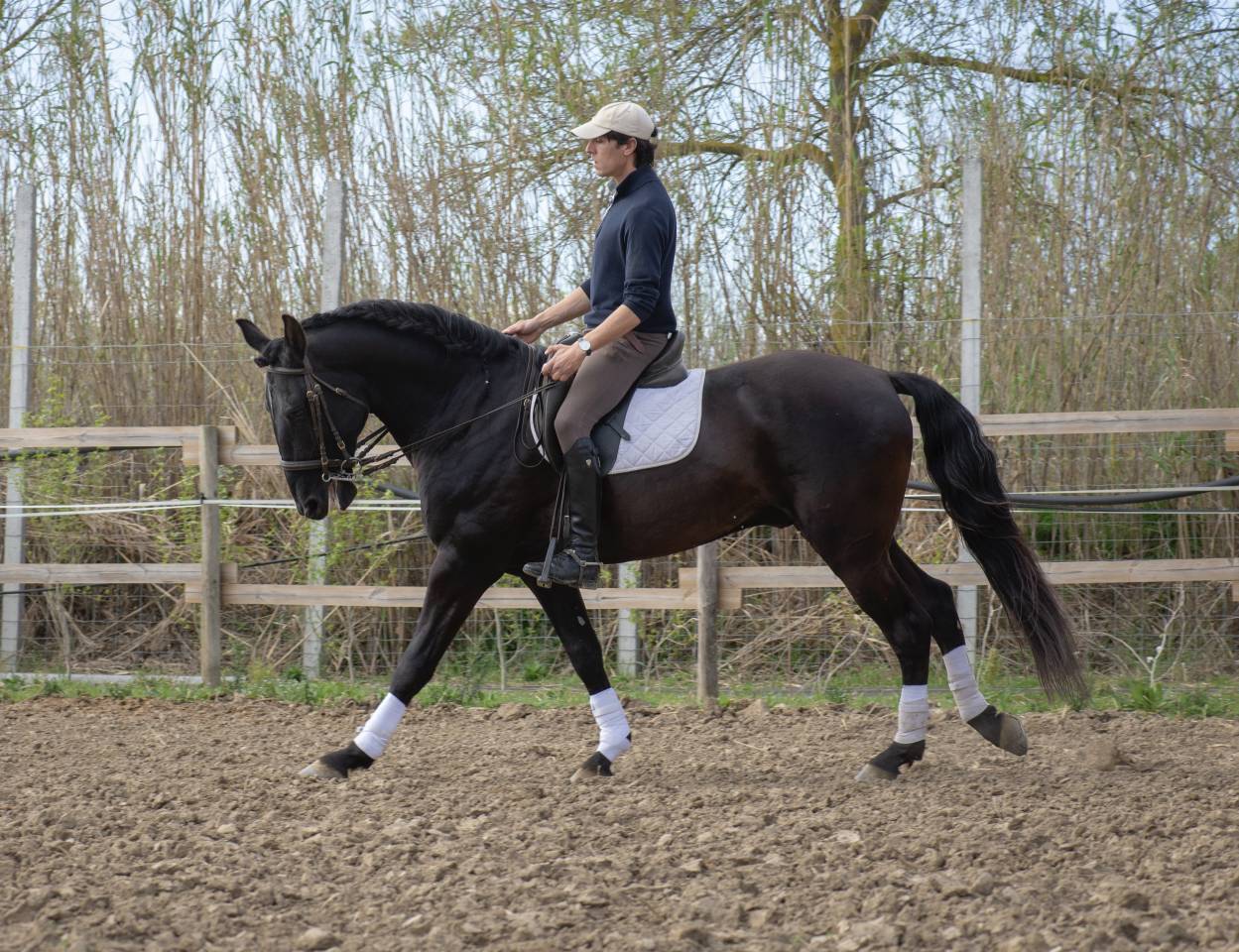 Entire Lusitano For sale 2018 Black