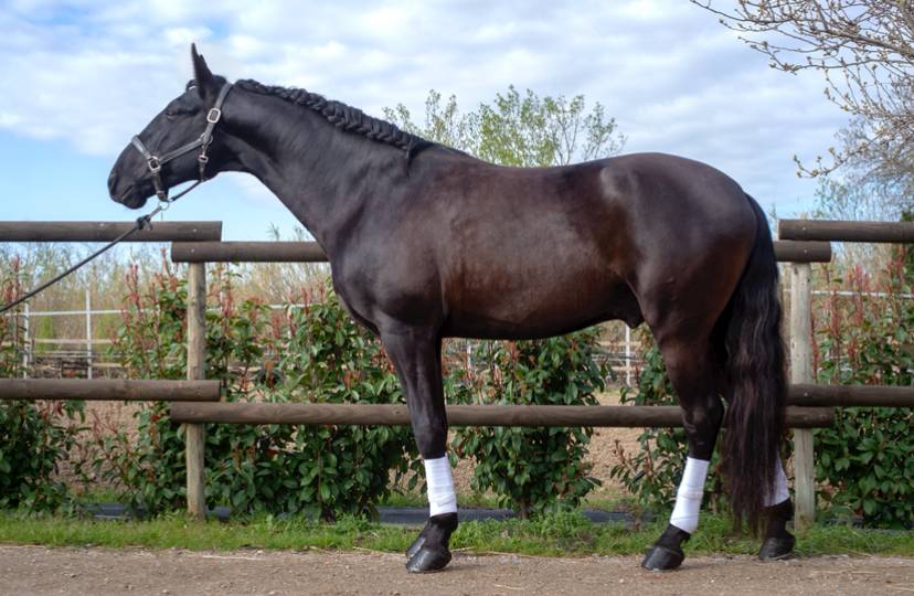 Entire Lusitano For sale 2018 Black