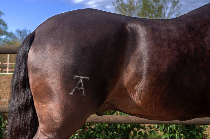 Entire Lusitano For sale 2018 Black