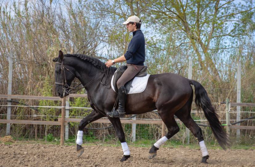 Entire Lusitano For sale 2018 Black